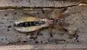 Fitchia aptera - photo 2
