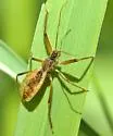 Fitchia aptera - photo 3