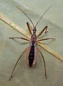 Fitchia aptera - photo 4