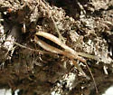 Fitchia aptera - photo 5