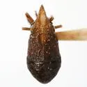 Fitchiella albifrons - photo 2