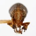 Fitchiella albifrons - photo 3