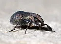 Fitchiella melichari