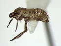 Robertson's Flightless Planthopper