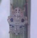 Robertson's Flightless Planthopper - photo 2