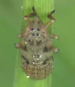 Robertson's Flightless Planthopper - photo 5