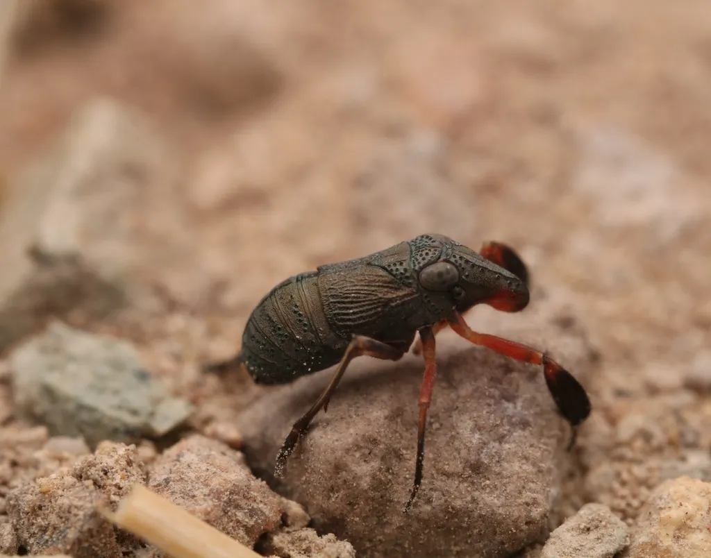 Fitchiella rufipes - photo 2