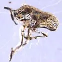Fitchiella rugosa