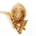 Fitchiella rugosa - photo 2
