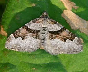 Flame Carpet - photo 3