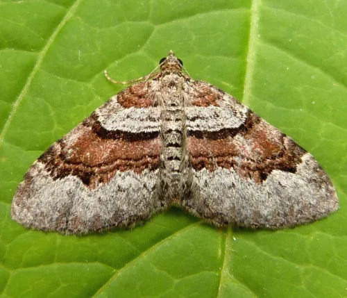 Flame Carpet - photo 4