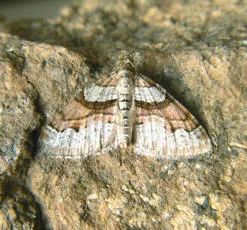 Flame Carpet - photo 5
