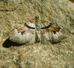 Flame Carpet - photo 6