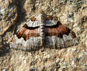 Flame Carpet - photo 7