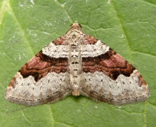 Flame Carpet - photo 8