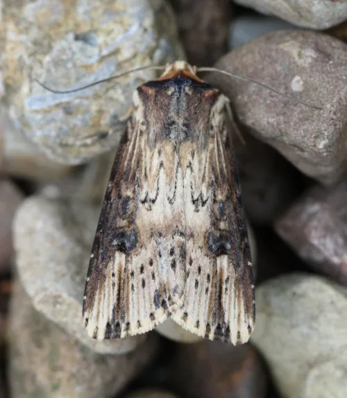 The Flame - Axylia putris