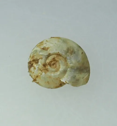 Flat Ramshorn