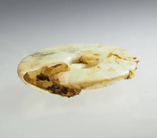 Flat Ramshorn - photo 3