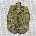 Flataloides scabrosa