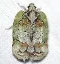 Flataloides scabrosa - photo 2