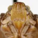 Flataloides scabrosa - photo 5