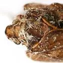 Flataloides signata - Flataloides signata