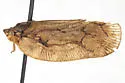 Flataloides signata - photo 2
