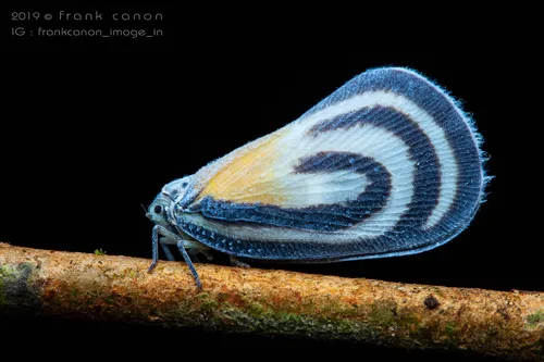 Flatid Planthoppers - photo 3