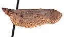 Flatoides enota