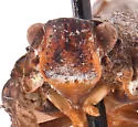 Flatoides enota - photo 3