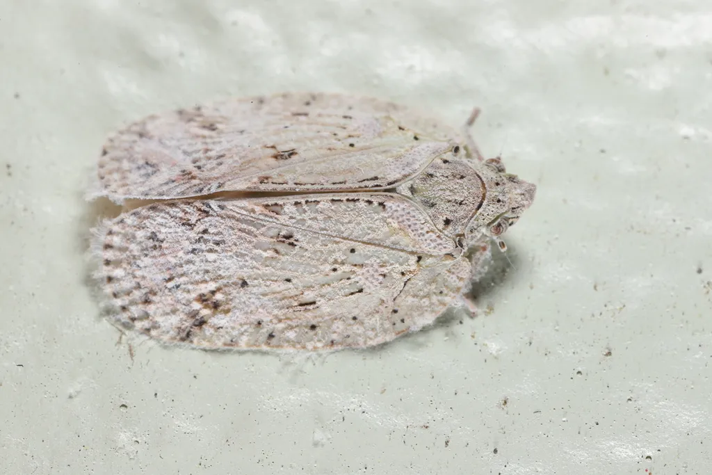 Flatoidinus punctatus
