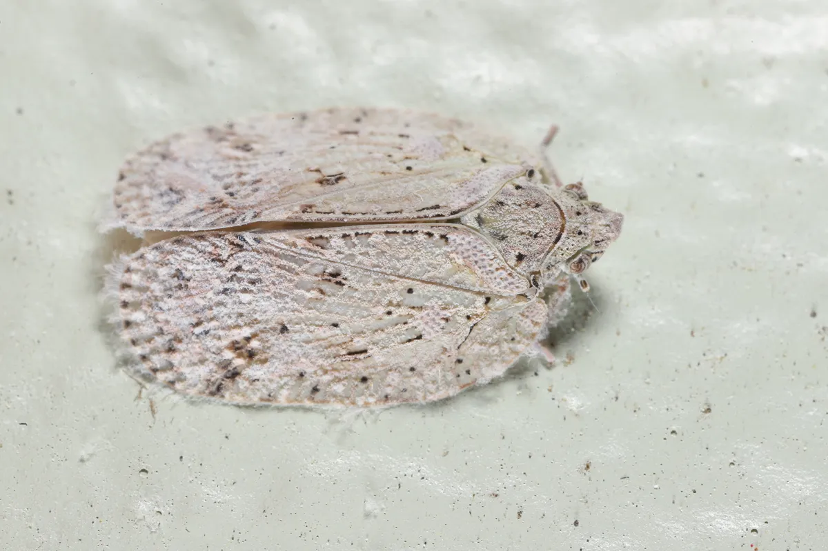 Flatoidinus punctatus - photo 2