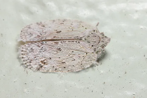 Flatoidinus punctatus - photo 3