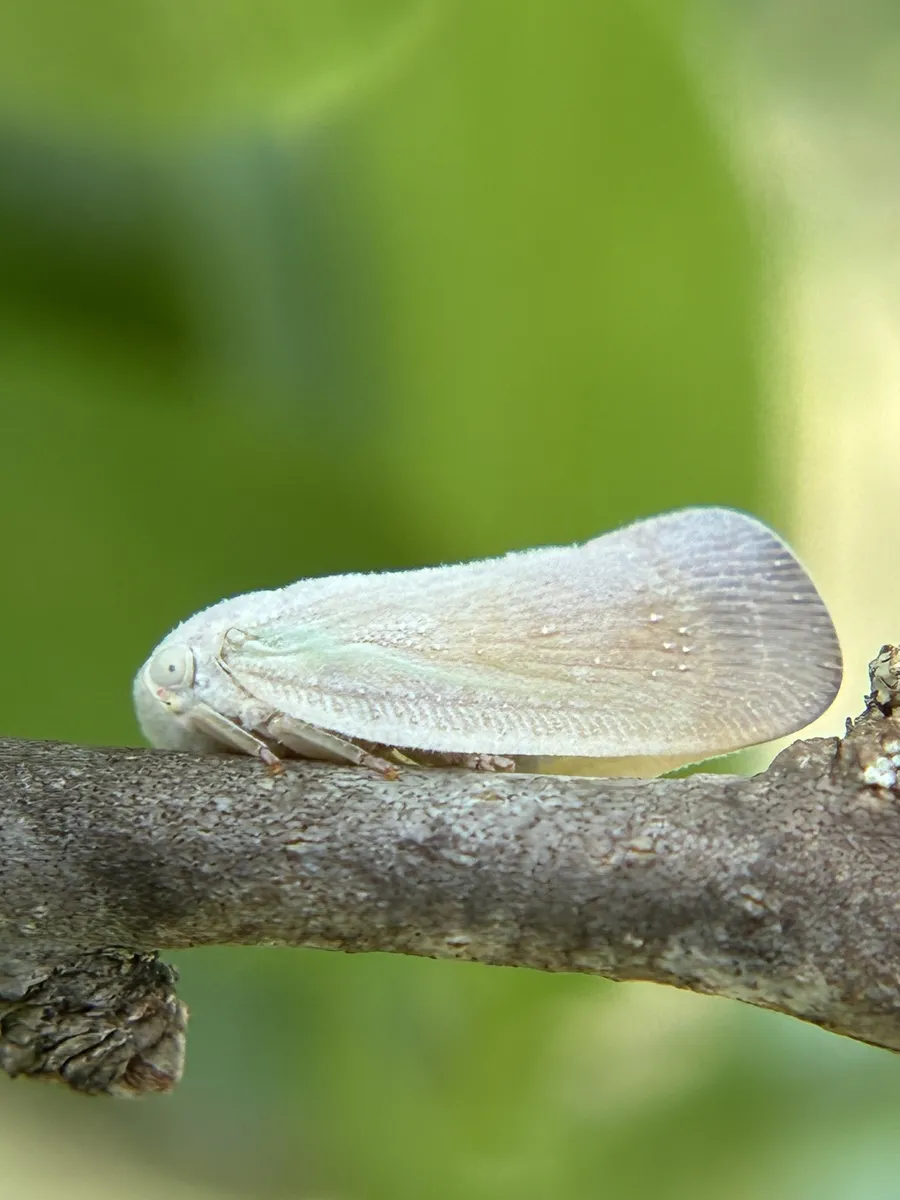 Flatormenis saucia - photo 2