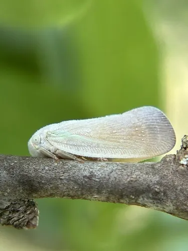 Flatormenis saucia - photo 3