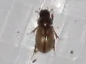 Flaviellus gordoni