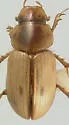 Flaviellus perfimbriatus