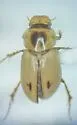 Flaviellus perfimbriatus - photo 2