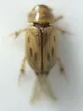 Flaviellus phalerioides - photo 2