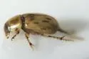 Flaviellus phalerioides - photo 3