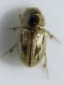 Flaviellus phalerioides - photo 4