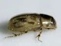 Flaviellus phalerioides - photo 5