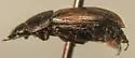 Flaviellus subtruncatus - photo 2
