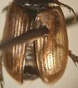 Flaviellus subtruncatus - photo 3