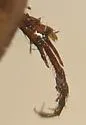 Flaviellus subtruncatus - photo 4