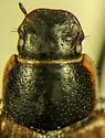 Flaviellus subtruncatus - photo 5