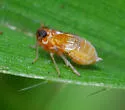 Flavoclypeus andromedus