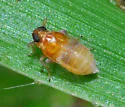 Flavoclypeus andromedus - photo 2