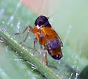Flavoclypeus andromedus - photo 3