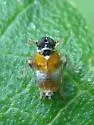 Flavoclypeus andromedus - photo 4
